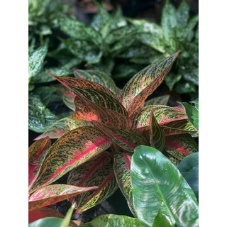 Chậu mềm 3 thân Thịnh Vượng - Aglaonema Prospersity - Phong thuỷ tốt, decor đẹp, có thể trồng trong nhà |Vườn Như Ngọc|