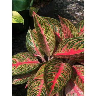 Chậu mềm 3 thân Thịnh Vượng - Aglaonema Prospersity - Phong thuỷ tốt, decor đẹp, có thể trồng trong nhà |Vườn Như Ngọc|