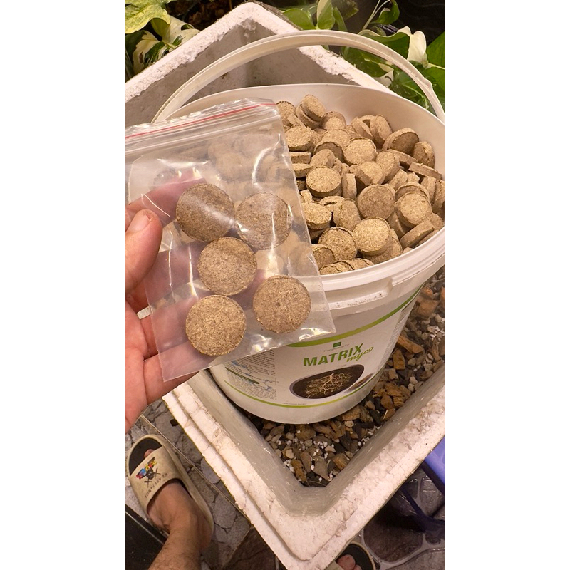 Vi Sinh Myco Matrix , nấm rễ cộng sinh
