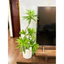 cây thuỷ trúc (cây phát lộc) 5 nhánh - 90cm -cây giả trang tri