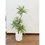 cây thuỷ trúc (cây phát lộc) 5 nhánh - 90cm -cây giả trang tri