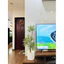 cây thuỷ trúc (cây phát lộc) 5 nhánh - 90cm -cây giả trang tri