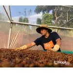 [CÓ GIÁ SỈ] Cà phê Arabica Cầu Đất Nguyên Chất Rang Mộc - Cafe Pha Phin Pha Máy ColdBrew và Drip, Arabica Coffee — ảnh 4