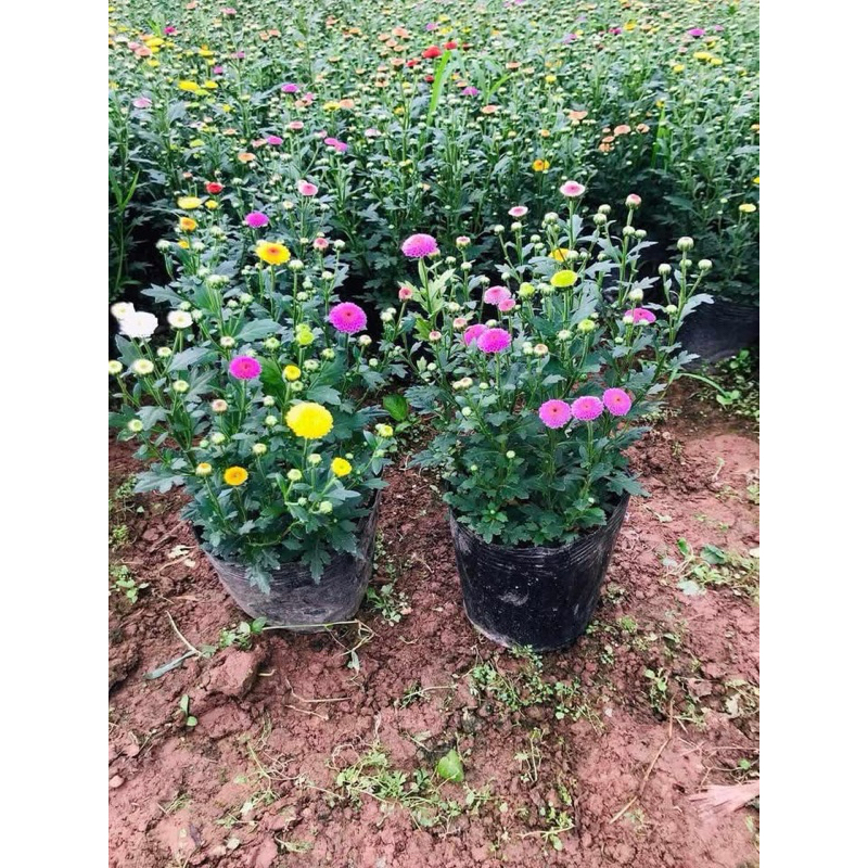 BẦU CÂY CÚC RUBI CÂY ĐANG NỤ HOA ( gử cây như ảnh 4,5,6 ) | Shopee Việt Nam