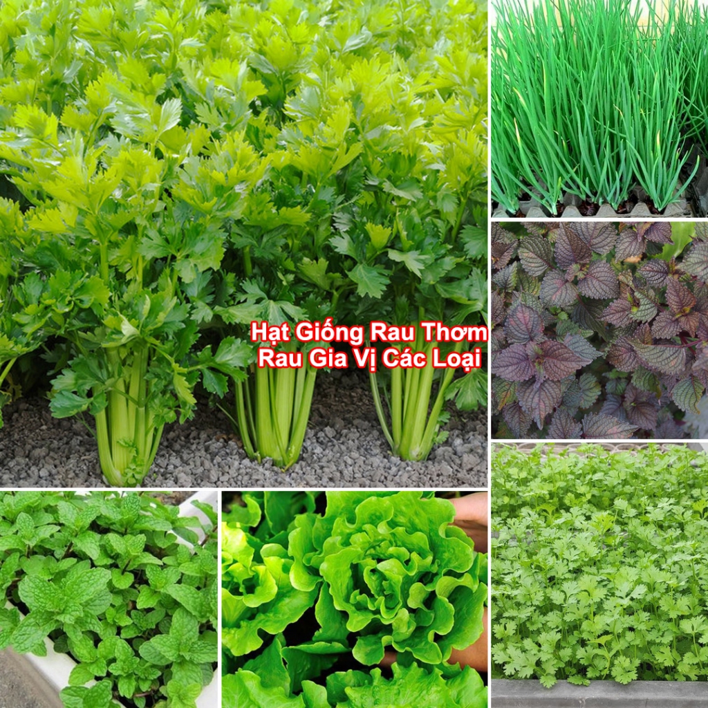 Hạt Giống Rau Thơm, Rau Gia Vị & Rau Củ Quả - Dễ Trồng Ăn Quanh Năm, Nảy Mầm Nhanh, Chuẩn Chất Lượng | BigBuy360 - bigbuy360.vn