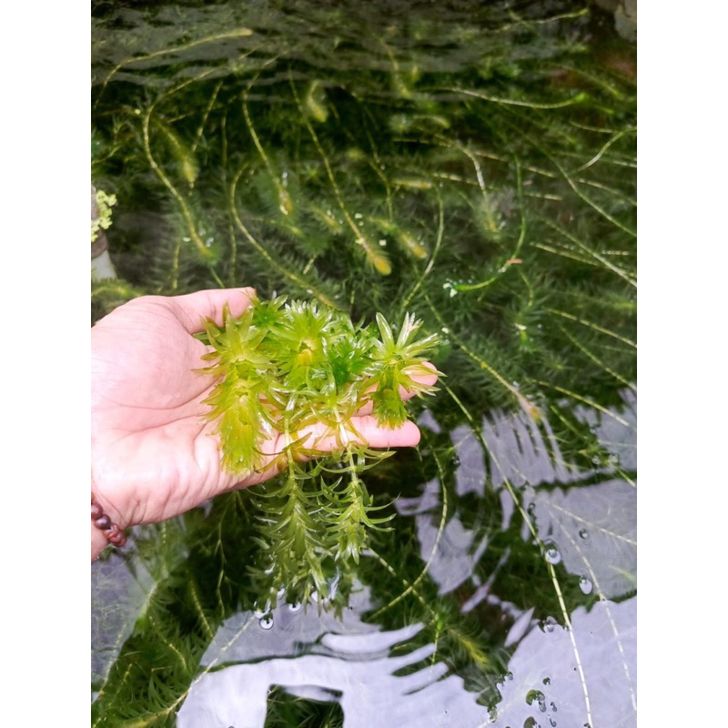 10 cây Rong đuôi chó - Rong Ngô Công Thảo - Egeria Densa | Shopee Việt Nam