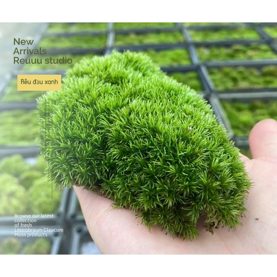 Rêu đầu xanh chơi bonsai, tiểu cảnh , bán cạn, terrarium ,sưu tầm rêu ...
