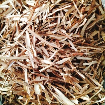 Sâm Cau đỏ khô 1kg chuẩn y hình thơm ngon 1kg