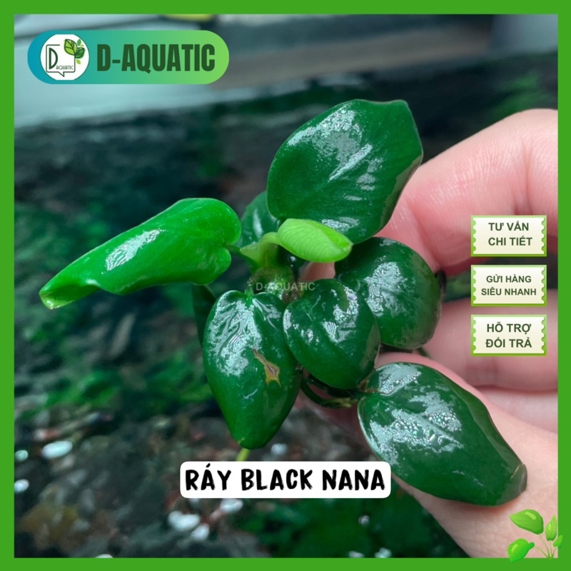 COMBO 2 Ngọn Ráy black nana - ráy thuỷ sinh mới nana black dễ chăm ...