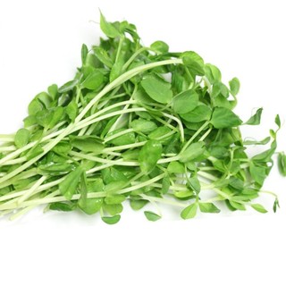 Hạt Giống Mầm Đậu Hà Lan Phương Nam
