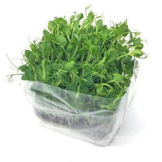 Hạt Giống Mầm Đậu Hà Lan Phương Nam