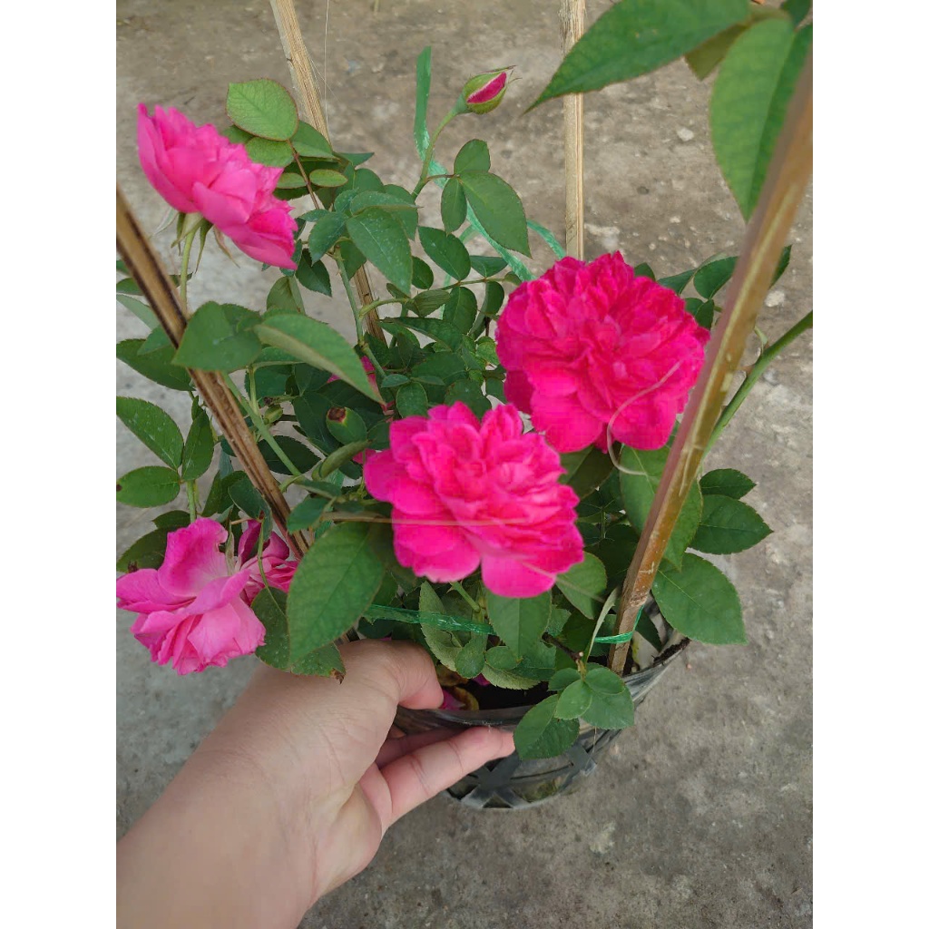 Hồng Leo Tường Vi - cây cảnh sân vườn