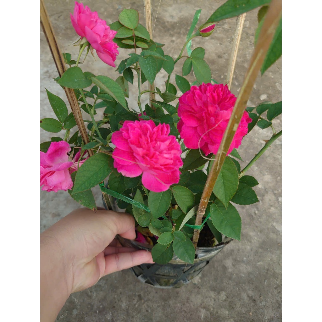 Hồng Leo Tường Vi - cây cảnh sân vườn