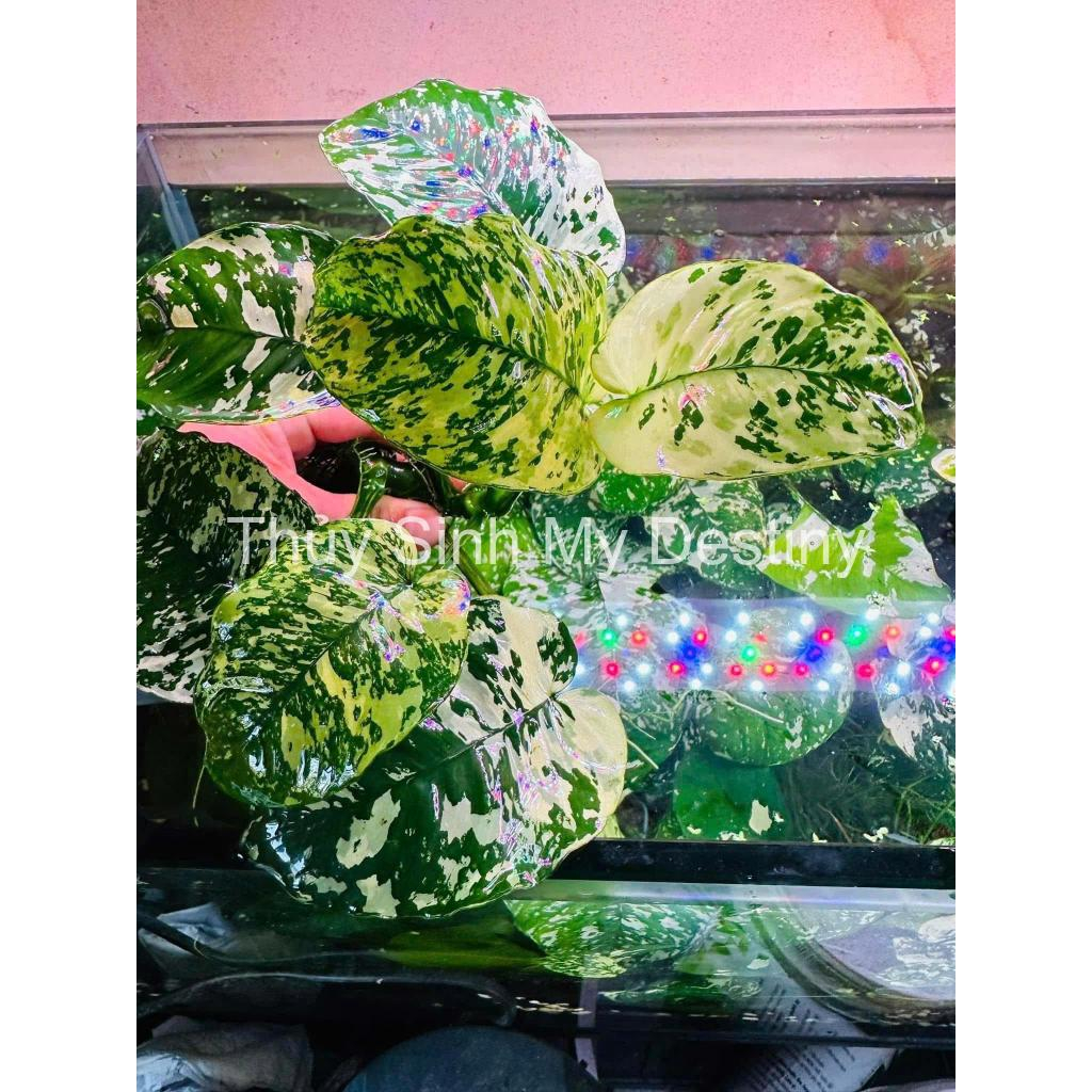 Ráy Var King | Anubias Varking | Ráy thủy Sinh | Thủy Sinh My Destiny ...