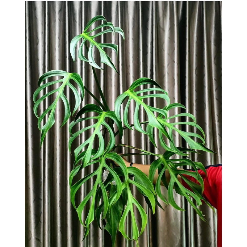Monstera Burle Marx Flame - Form 8 chậu mềm cây giống đang up size khoẻ ...