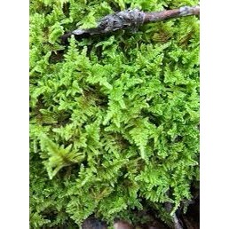 Rêu wepping Việt lá cạn chơi terrarium,sưu tầm rêu,bán cạn,trang trí tranh rêu các loại