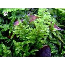 Rêu wepping Việt lá cạn chơi terrarium,sưu tầm rêu,bán cạn,trang trí tranh rêu các loại