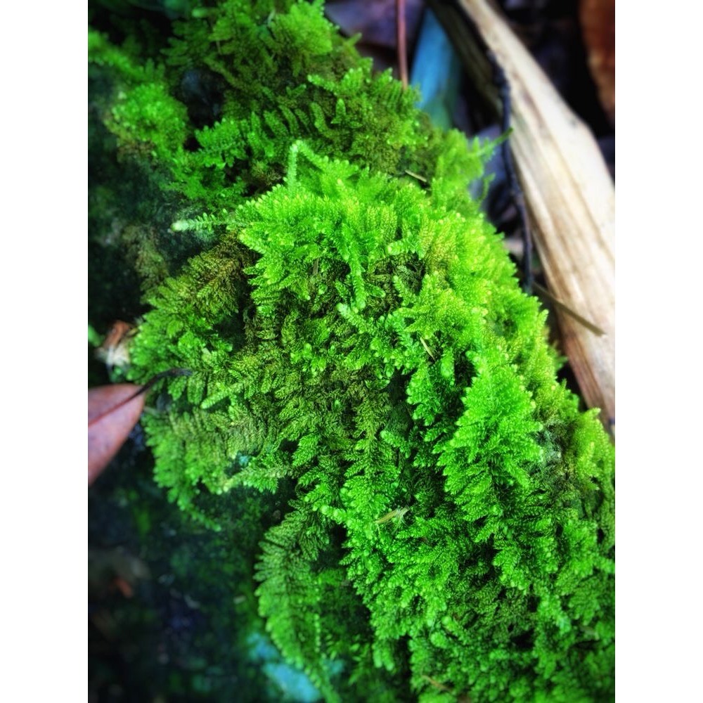 Rêu wepping Việt lá cạn chơi terrarium,sưu tầm rêu,bán cạn,trang trí tranh rêu các loại