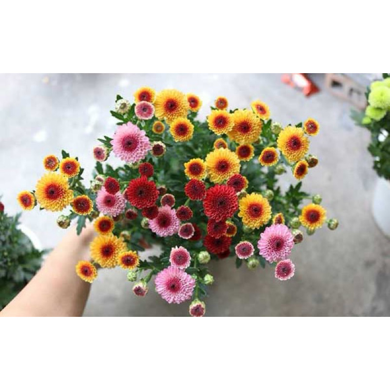 Chậu Cúc RuBy Mix Màu Sẵn Nụ Sẵn Hoa ( ảnh thật 6,7,8,9) | Shopee Việt Nam