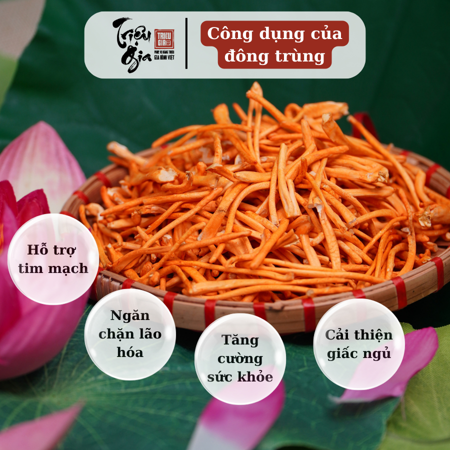 Ảnh Đông trùng hạ thảo tự nhiên sấy thăng hoa Triệu Gia tăng cường sức khỏe cải thiện lão hóa 2