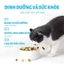 Hạt Cho Mèo Mr.Vet T4 Túi 1Kg - Công Thức 6 Loại Cá, Topping Thịt Sấy, Giảm Mùi Chất Thải