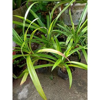 1 cây giống lá dứa ( lá nếp) co bầu đất