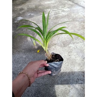 1 cây giống lá dứa ( lá nếp) co bầu đất