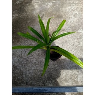 1 cây giống lá dứa ( lá nếp) co bầu đất