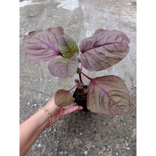 Combo 5 bầu RAU DỀN ĐỎ tươi tốt , mua 10 tặng 1