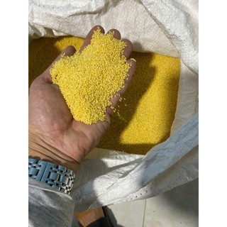 Kê Tách Vỏ Thức Ăn Dinh Dưỡng Cao Cho Vẹt Chim Cảnh Tập Ăn Hoặc Dùng Nấu Cháo, Đồ Xôi, Nấu Chè
