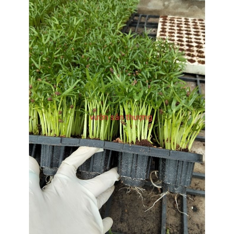 Hạt giống Rau Muống Cao Sản Dạng Lá Tre Phú Nông Gói 50g, Dễ Trồng