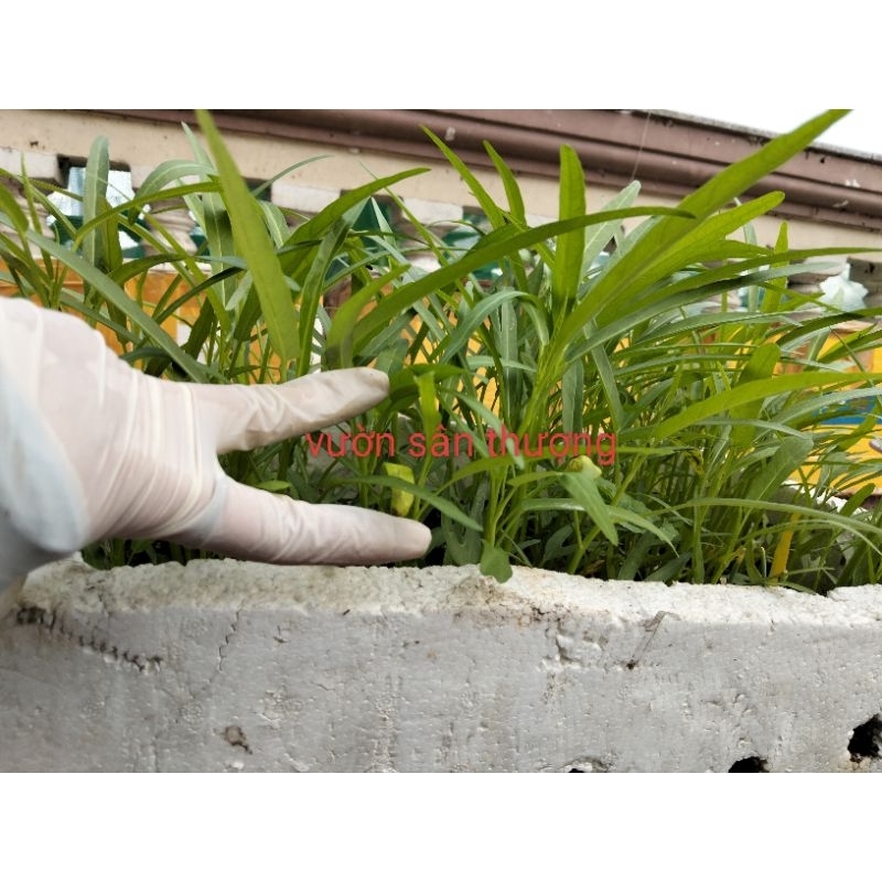 Hạt giống Rau Muống Cao Sản Dạng Lá Tre Phú Nông Gói 50g, Dễ Trồng