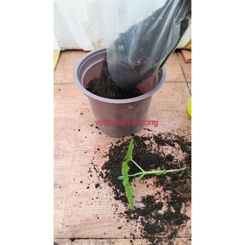 10 Chậu Nhựa PP (180x145 mm) Ươm Cây, Hoa, Cây Cảnh, Trồng Rau Chất Lượng, Miệng Vành Cứng