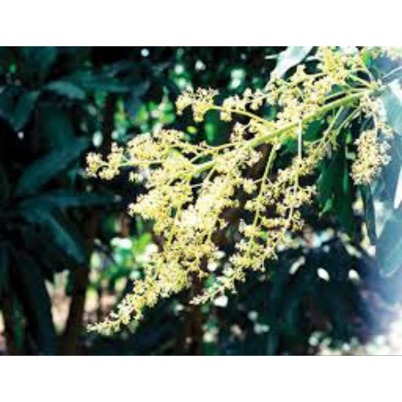 PACLO JUMP - KÍCH RA HOA CÂY ĂN TRÁI, PHÂN HÓA MẦM HOA, KÍCH RA HOA TRÁI VỤ, NGĂN RỤNG TRÁI