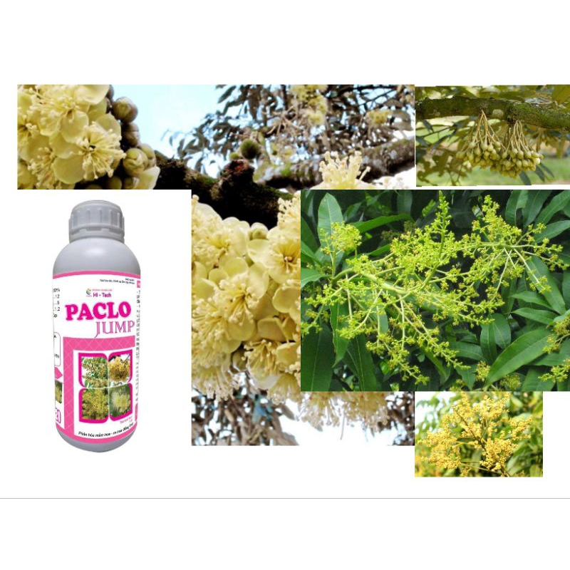 PACLO JUMP - KÍCH RA HOA CÂY ĂN TRÁI, PHÂN HÓA MẦM HOA, KÍCH RA HOA TRÁI VỤ, NGĂN RỤNG TRÁI