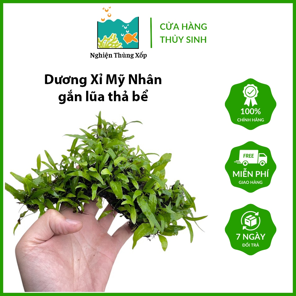 Cây Dương Xỉ / Rêu gẵn lũa sẵn lá nước - chỉ việc thả bể cá trang trí ...
