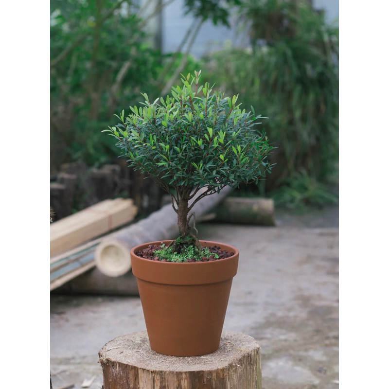 Cây tiểu điệp xích nam, Syzygium buxifolium chơi tiểu cảnh terrarium , bán cạn rất đẹp