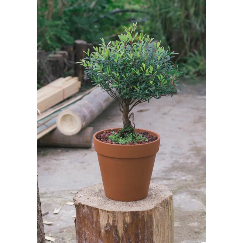 Cây tiểu điệp xích nam, Syzygium buxifolium chơi tiểu cảnh terrarium , bán cạn rất đẹp