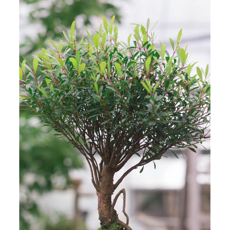 Cây tiểu điệp xích nam, Syzygium buxifolium chơi tiểu cảnh terrarium , bán cạn rất đẹp