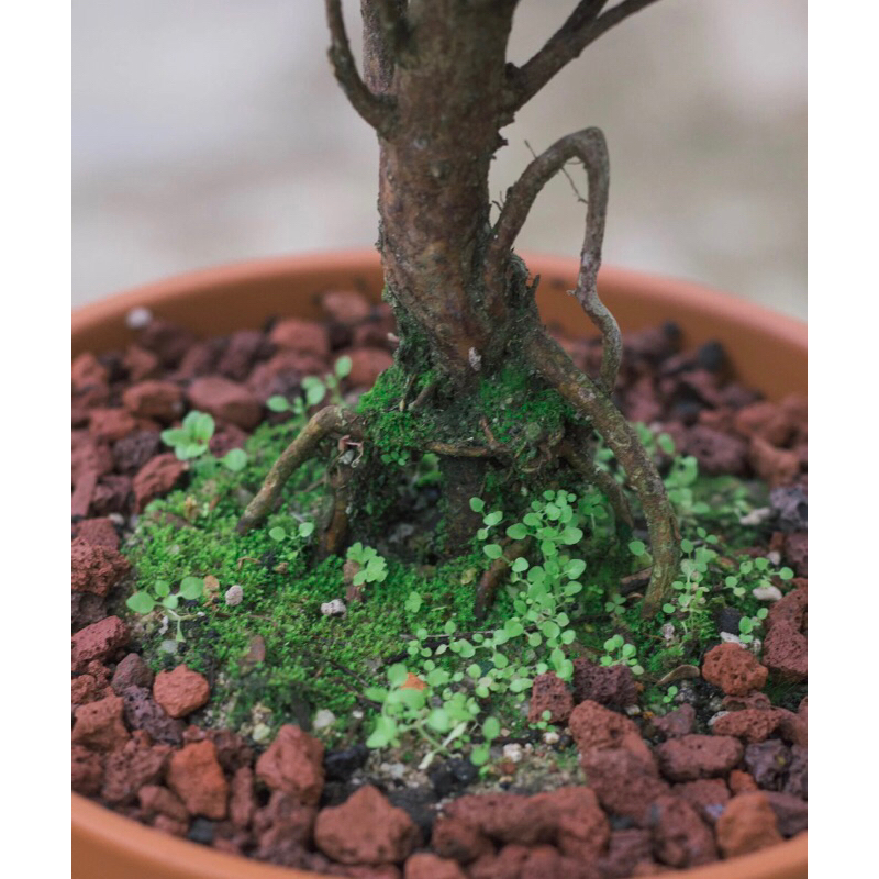 Cây tiểu điệp xích nam, Syzygium buxifolium chơi tiểu cảnh terrarium , bán cạn rất đẹp