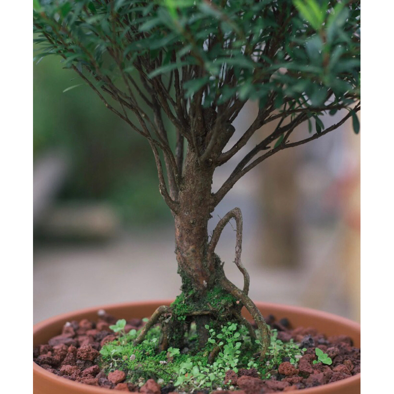 Cây tiểu điệp xích nam, Syzygium buxifolium chơi tiểu cảnh terrarium , bán cạn rất đẹp