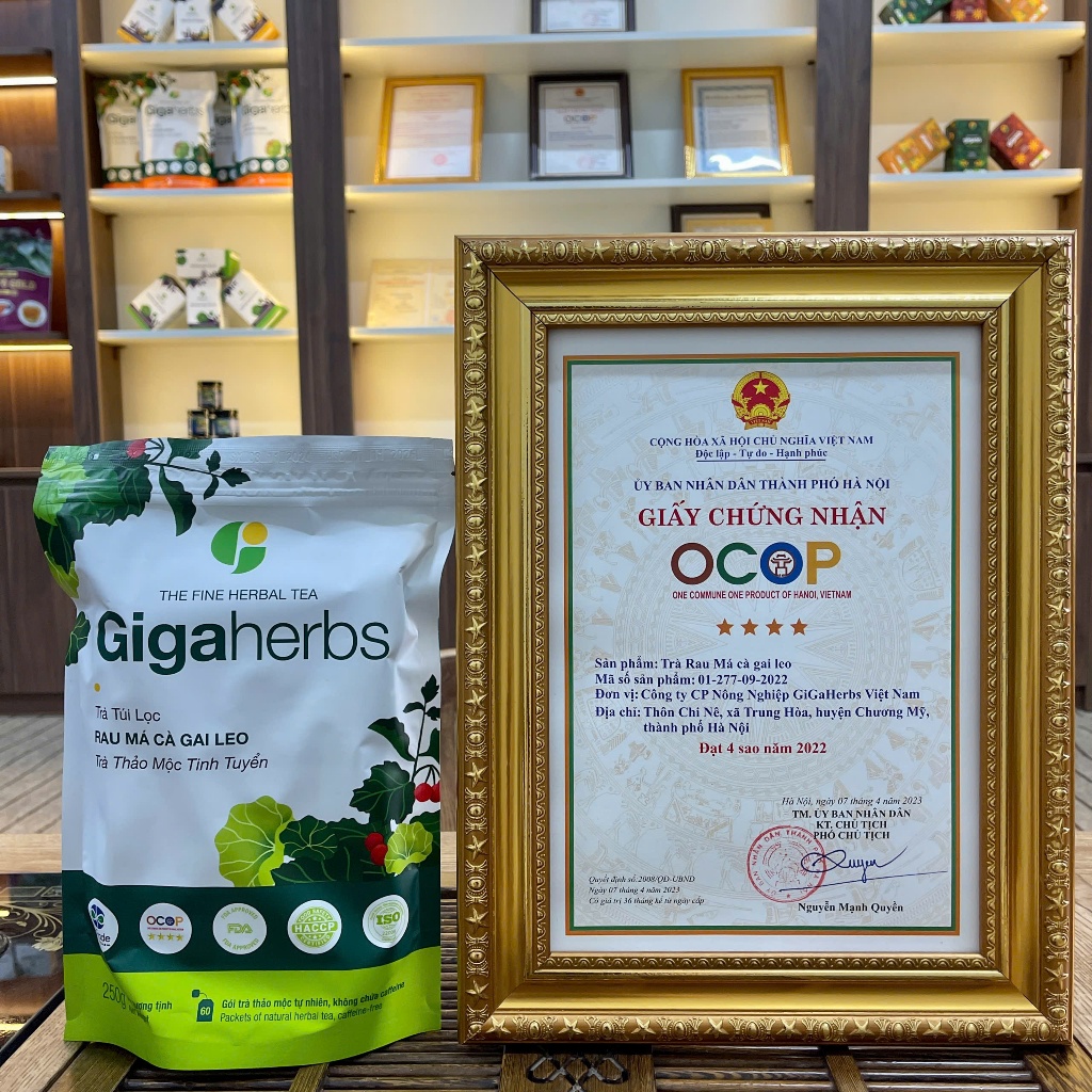 Trà Cà Gai Leo Rau Má Gigaherbs 250Gram - Cà Gai Leo Sạch Nguyên Chất, Rau Má - Hỗ trợ thanh nhiệt, giải độc