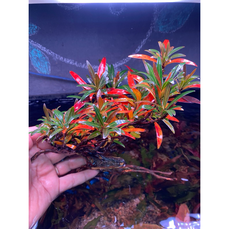Mị Nương (rù rì ) cây thủy sinh-bán cạn | Shopee Việt Nam
