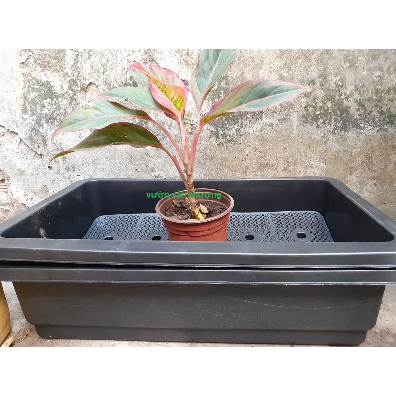 Chậu Chữ Nhật, Khay TRồng Rau Thông Minh 65*41*16 Cm Dùng Lâu Dài, Tái Sử Dụng Nhiều Lần