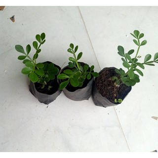 Combo 5 bầu cây Quách có bầu đất dễ trồng