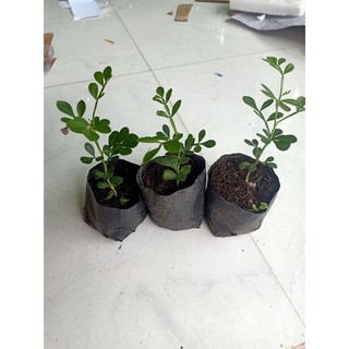 Combo 5 bầu cây Quách có bầu đất dễ trồng