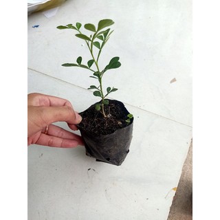 Bầu cây Quách giống loại ngọt, có bầu đất dễ trồng