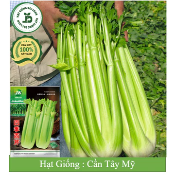 Hạt giống cần tây mỹ, cần tây ép nước
