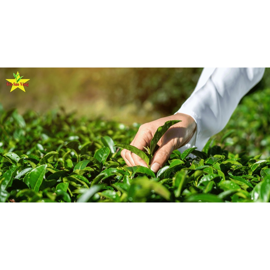 Trà đá Sao Vàng hương sâm dứa, lài, sen 300g