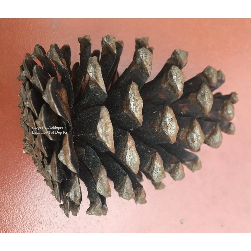 Quả thông tự nhiên trang trí cây Giáng sinh